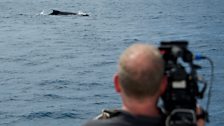 Cameraman Scott Tibbles spots a humpback whale in the Sea of Cortez