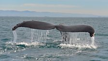 Humpback whale fluke around Monterey Bay, California taken during the production team recce, February 2015