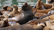 California sea lions, Big Blue Live recce, March 2015