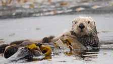 Sea otter, Monterey Bay, Big Blue Live recce, March 2015