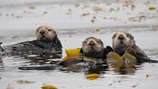 Three sea otters, Monterey Bay, Big Blue Live recce, March 2015