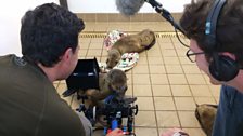 Tom Payne and Will Goldenberg filming sick sea lions at Pacific Marine Mammal Center, Laguna Beach, California