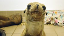 A curious rescued sea lion pup looks into the camera