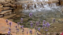 The Water Garden, designed by Harry Levy