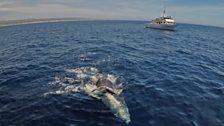 Drone shot of humpback calf and mother playing in foreground with production boat in background.