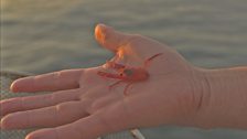 Pelagic red crab held by Mark Carwardine