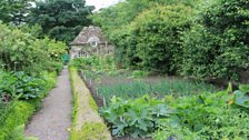 Vegetable patch