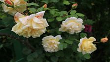 White roses