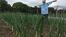 Allotments