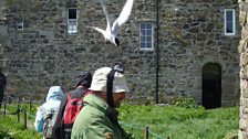 Richard under attack from an Arctic tern defending its eggs