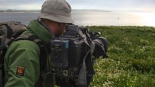 Richard on the Farne Islands filming Eider duck chicks as they make their way down to the sea under attack from herring gulls