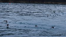 Puffins in the Water