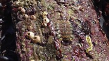 Chiton