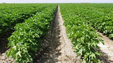 Cotton fields