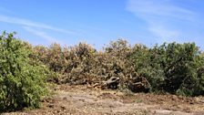 Dead citrus grove