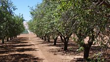 Almond groves