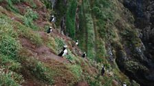 Puffins on the edge