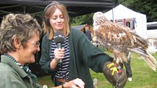 Hana gets help with hawk-holding