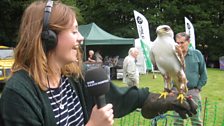 Hana and the ferruginous hawk