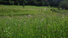 On Your Farm Royal Special: Prince Charles on Biodiversity