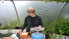 Angela with tea and monarda to the right