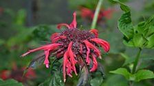 Angela Hurrell's Monarda flowers