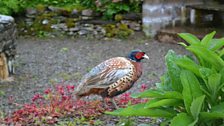 Tame pheasant