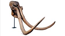 Cranium and tusks of a Pleistocene mammoth found at Ilford, Essex