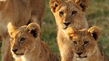 A trio of cubs