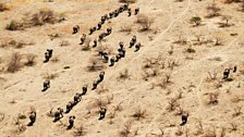 Savute’s elephant herd