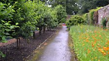 Fruit trees in the walled garden