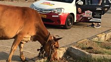 Cow stops car