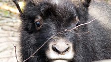 Tòrr the Musk Ox