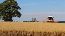 Shepton Farms, Somerset; Courtesy of Oliver Dowding