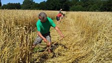 Heritage wheat harvest, Sussex; Courtesy of @Brockwell_Bake