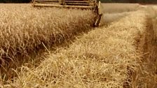 Heritage wheat harvest, Sussex; Courtesy of @Brockwell_Bake