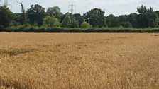 Devon wheat field; Courtesy of @FarmBolus