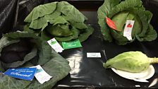 Winning cabbages