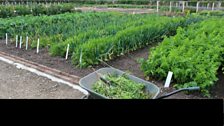 The vegetable plots