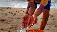 Helping to keep some baby turtles cool