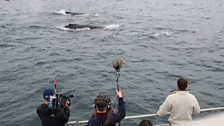 A Humpback fly past.