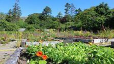 Raised beds