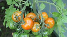 Belmont Allotments