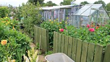 Allotment vista