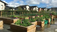 Raised beds