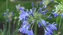 Agapanthus