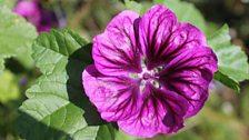 Lavatera