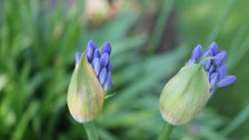 Agapanthus