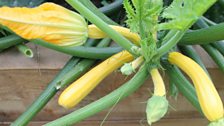 Courgettes