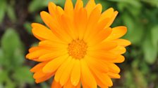 Calendula